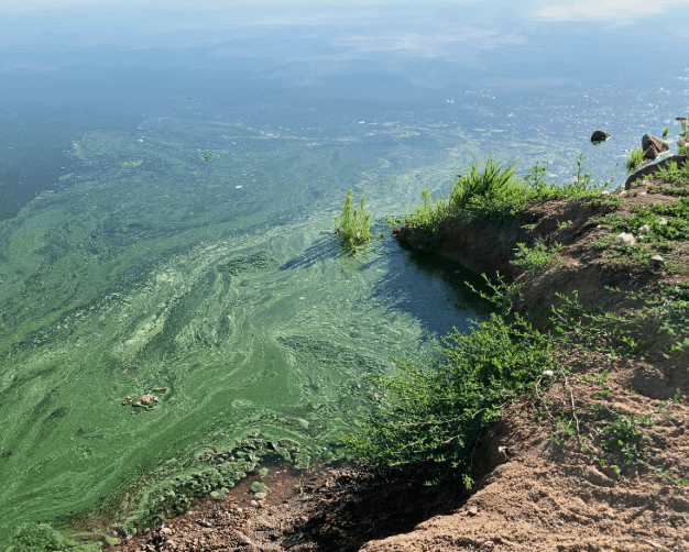 Blue green algae